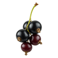 Black Currant Dark Balsamic Vinegar - Tubac Gourmet Foods