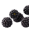 Blackberry Dark Balsamic Vinegar - Tubac Gourmet Foods