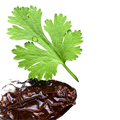 Cilantro Chipotle Olive Oil - Tubac Gourmet Foods