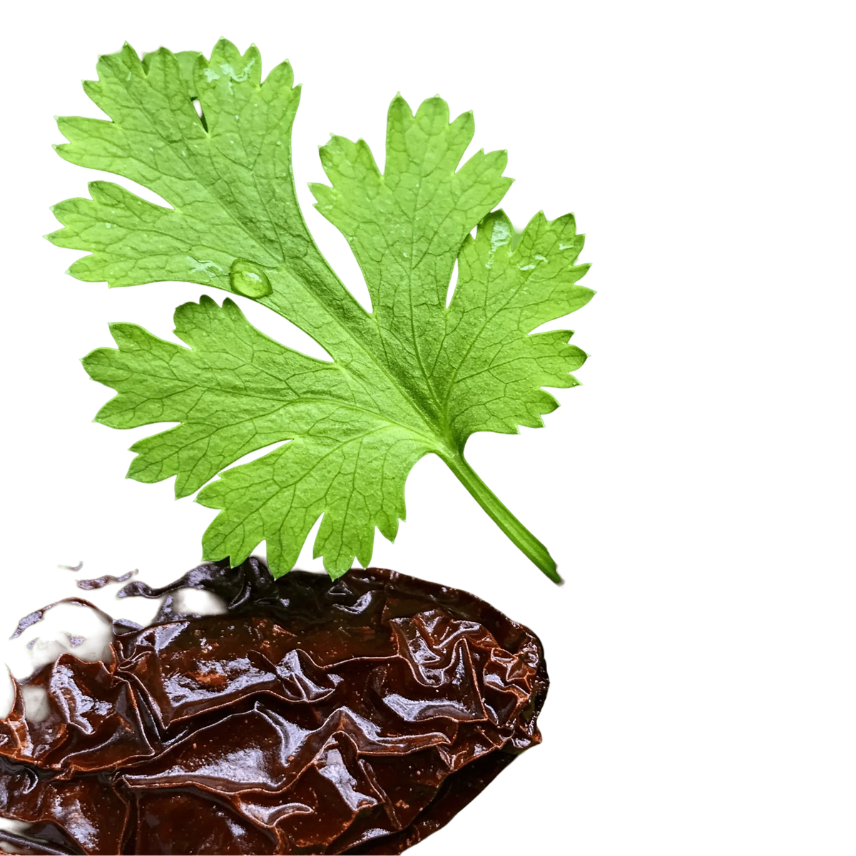 Cilantro Chipotle Olive Oil - Tubac Gourmet Foods