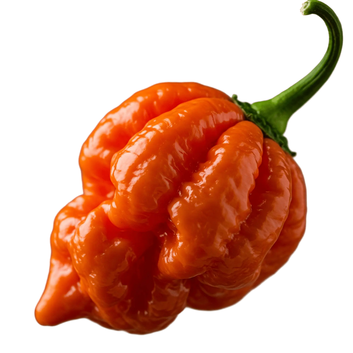 Ghost Pepper Olive Oil - Tubac Gourmet Foods