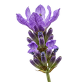 Lavender Olive Oil - Tubac Gourmet Foods