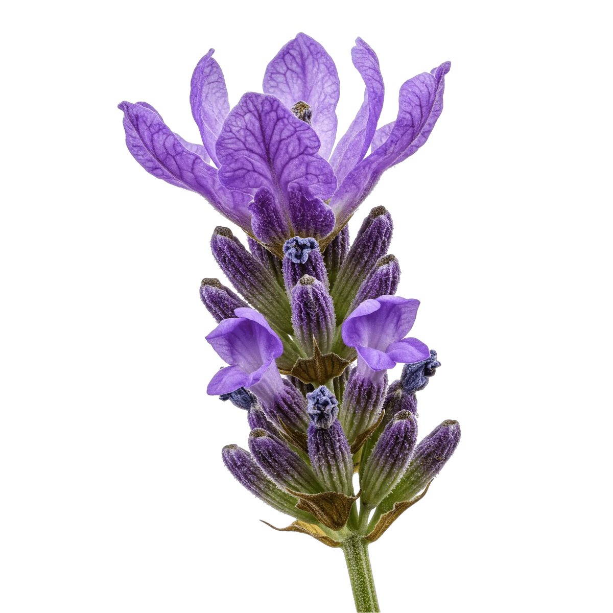 Lavender White Balsamic Vinegar. - Tubac Gourmet Foods