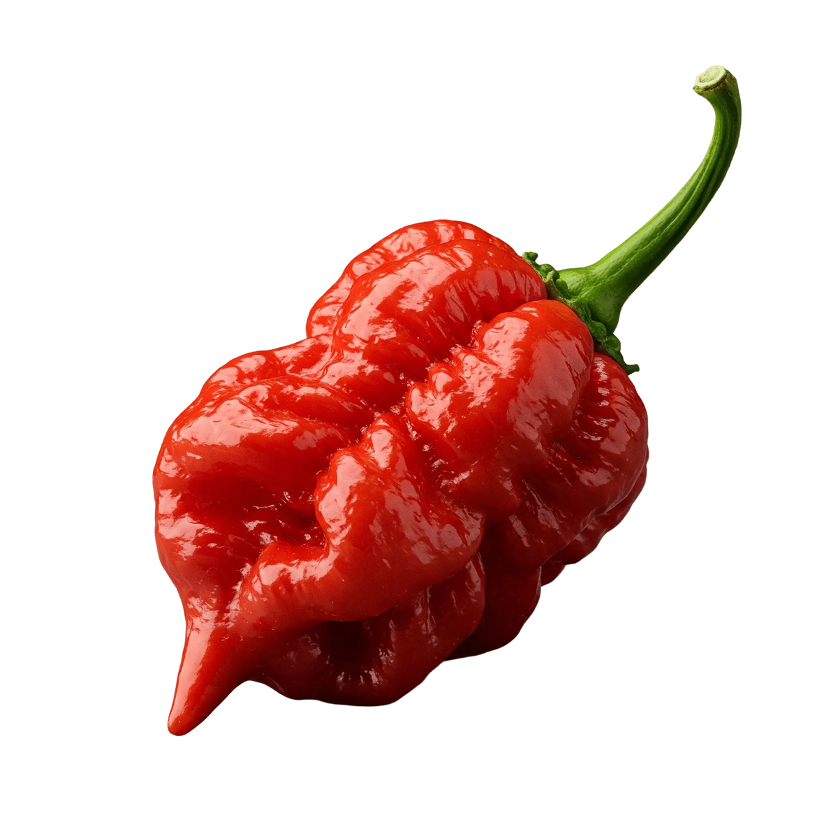 Scorpion Pepper Olive Oil - Tubac Gourmet Foods