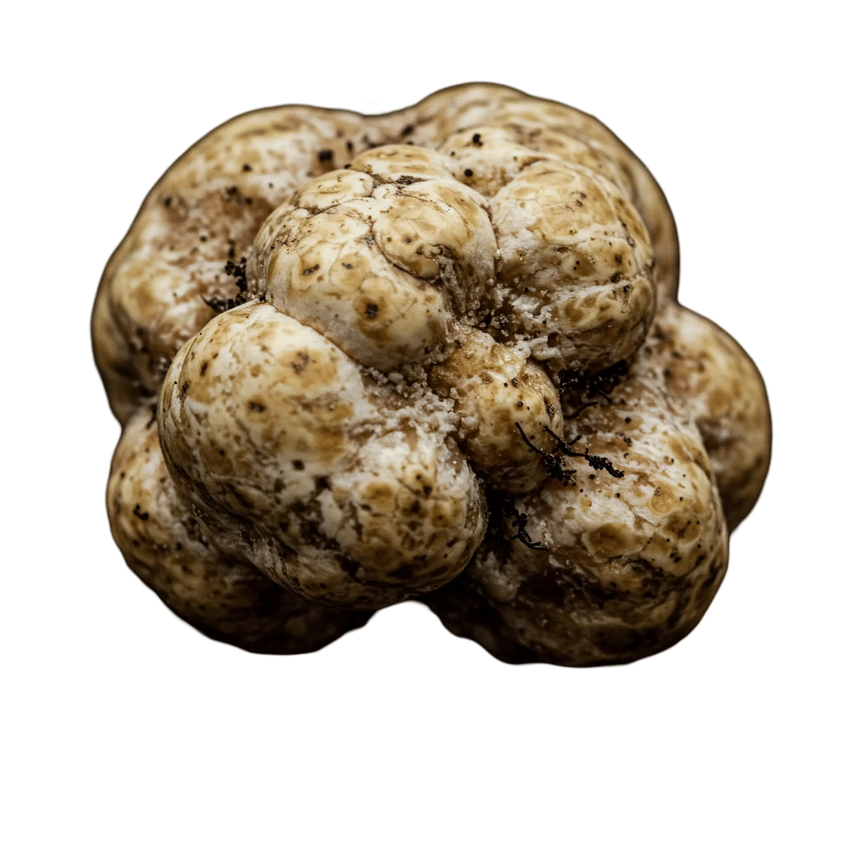 White Truffle Olive Oil - Tubac Gourmet Foods